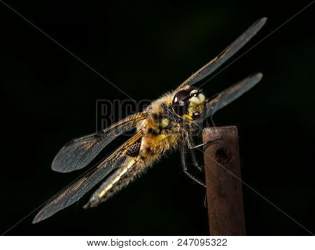 Four-spotted Chaser (libellula Quadrimaculata) Sitting On A Rod In Broad Sunlight, Black Background