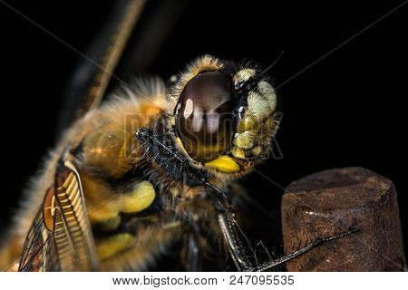 Portrait Of Four-spotted Chaser (libellula Quadrimaculata) Sitting On A Rod In Broad Sunlight, Black