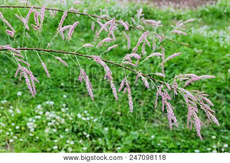 Flowering Of A Decorative Bush Tamarix Hohenackeri