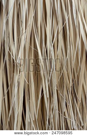 Vibrant Design Pattern Of Grass Tree Plant From Mexico