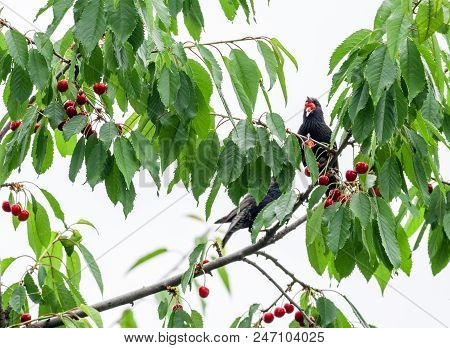 The Starlings Eat The Harvest Of Sweet Cherry. Agricultural Pest.