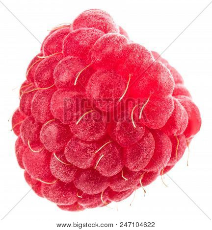 Isolated Berry. One Fresh Raspberry Fruit Isolated On White Background