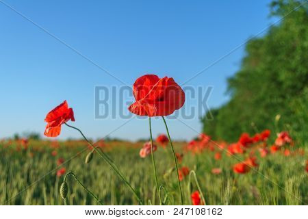 Wunderful Poppy Field In Late May Closeup