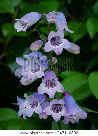 Close Up Of Blue / Pale Purple Penstemon 