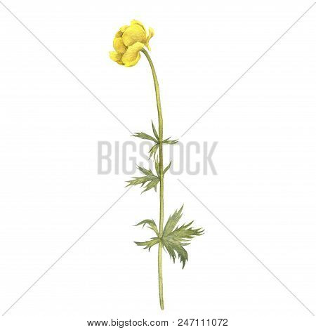Watercolor Drawing Flower Of Yellow Globeflower, Painted Botanical Illustration, Hand Drawn Floral I