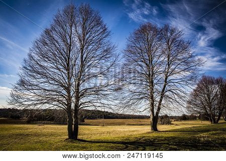 To Trees In The Brisk Cold Area Of Ipswich, Massachusetts.  Usa