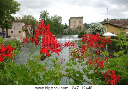 Selective Focus On Geranium Flowers In Borghetto, Italy