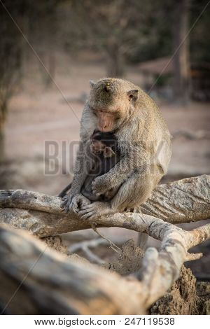 Wild Monkey With Her Baby Embracing Showing Love