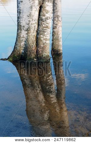 The Flooded Trees In The Water. Flood In Nature And Reflection.
