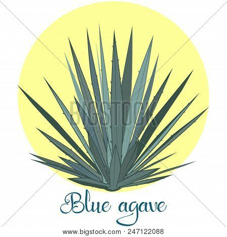 Tequila Agave Plant Or Blue Agave. Vector Illustration Isolated On White Background.