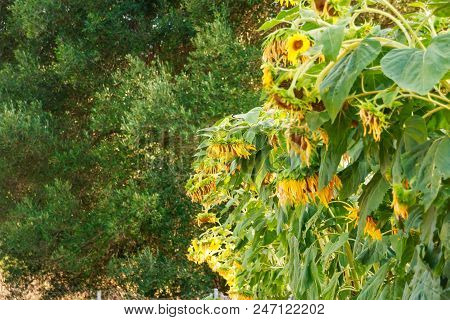 Growing Sunflower.beautifull Blossom Sunflower Field. Copy Space