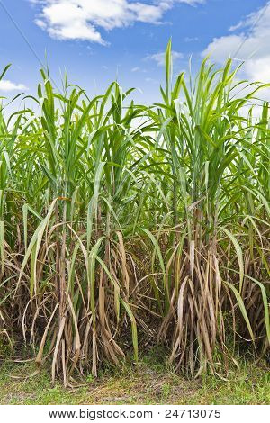 Filas de caña de azúcar en el campo