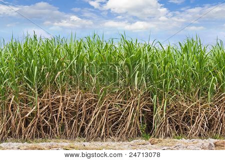 Campo de cana de açúcar em céu nublado