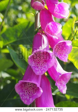 Purple Foxgloves Growing In Sunlit Early Summer Bright Spring Woodland