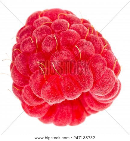 Isolated Berry. One Fresh Raspberry Fruit Isolated On White Background