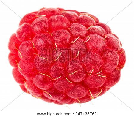 Isolated Berry. One Fresh Raspberry Fruit Isolated On White Background