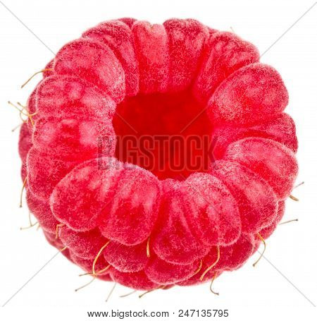 Isolated Berry. One Fresh Raspberry Fruit Isolated On White Background