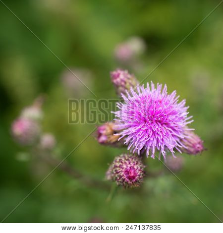 Pink Thorny Thistle Flower With Shinning Rain Drops.  Pink Spikyblossom Of Pink Flower On A Green Ba