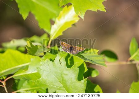 Silver-washed Fritillary Argynnis Paphia , Male Insect. Orange Dotted Butterfly