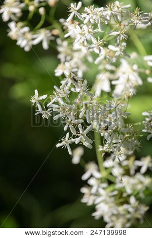 Wild Forest Flowers Of Erect Clematis White Flowers - Latin Name - Clematis Recta