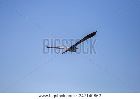 Grey Heron Ardea Cinerea In Flight, Vinnitsa Region, Ukraine.