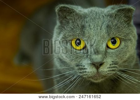 Potrait Of British Fold Cat With Yellow Eyes