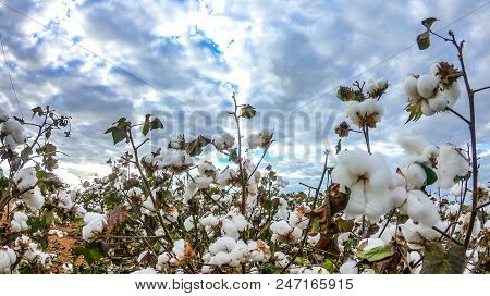 Cotton Field Plantation Texture Background