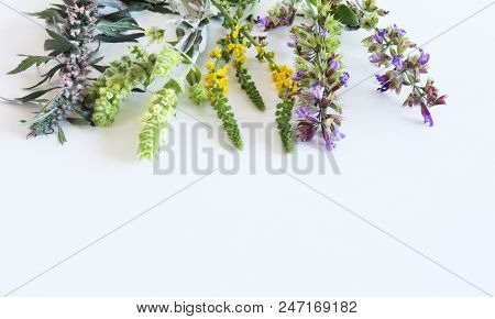 Medicinal Herbs, Sideritis Scardica, Leonurus Cardica And Sage Isolated On White Background. Herbal 