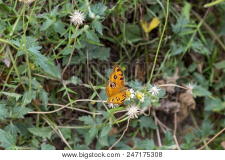 Orange Butterfly On Wild White Flower, Tropical Nature Photo. Butterfly With Eyes On Wings. Wild Nat