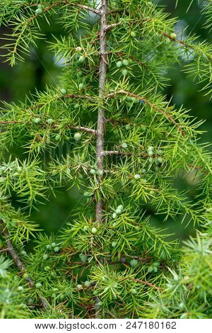 Medicinal plant and evergreen tree - the common juniper - Juniperus communis