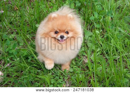 Cute Pomeranian Spitz Puppy Is Looking At The Camera. Zwergspitz Or Deutscher Spitz. Pet Animals.