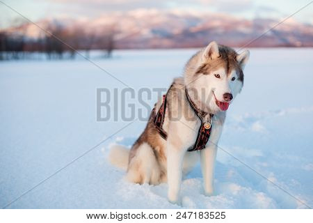 Gorgeous Dog Breed Siberian Husky Sitting In The Snow Field With Amazing Mountain View