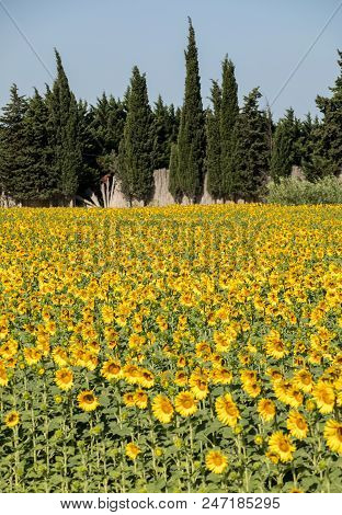 Sunflowers Field Near Arles  In Provence, France