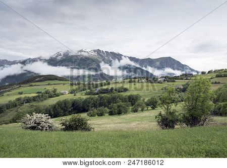 Summer Flowers And Snow Capped Mountains Near Barcelonnette In Haute Provence