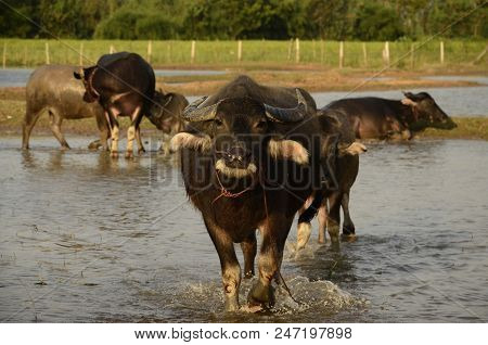 Buffalo In Thailand,life' Machine Of Farmer. Original Agriculture Use Buffalo Plow The Field.photo S