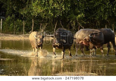 Buffalo In Thailand,life' Machine Of Farmer. Original Agriculture Use Buffalo Plow The Field.photo S