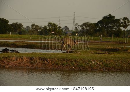 Buffalo In Thailand,life' Machine Of Farmer. Original Agriculture Use Buffalo Plow The Field.photo S