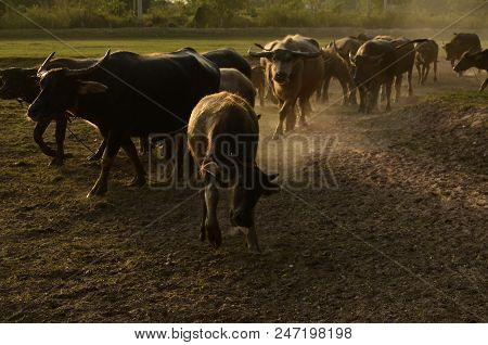 Buffalo In Thailand,life' Machine Of Farmer. Original Agriculture Use Buffalo Plow The Field.photo S