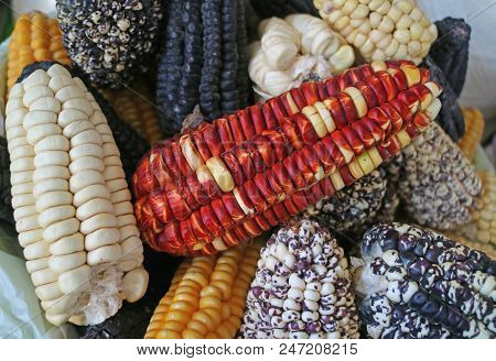 Pile Of Multi-color Peruvian Corns For Sale In The Local Market Of Cusco, Peru
