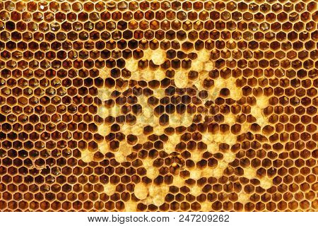 Beecomb Texture Close Up - The Detail - Brood Combs And Honey Combs