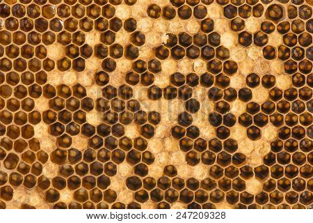 Beecomb Texture Close Up - The Detail - Brood Combs And Honey Combs
