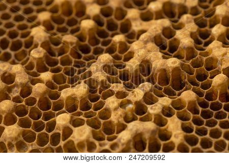 Beecomb Texture Close Up - The Detail - Brood Combs And Honey Combs
