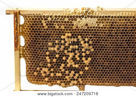 Beecomb Texture Close Up - The Detail - Honey Comb