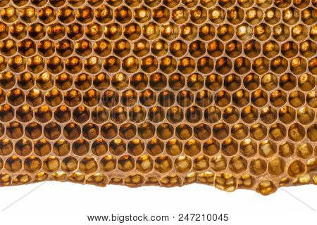 Beecomb Texture Close Up - The Detail - Honey Comb