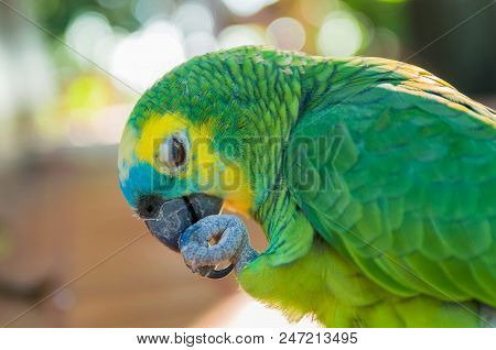 Beautiful True Parrot Or Turquoise-fronted Parrot (amazona Aestiva), In The Brazilian Wetland.