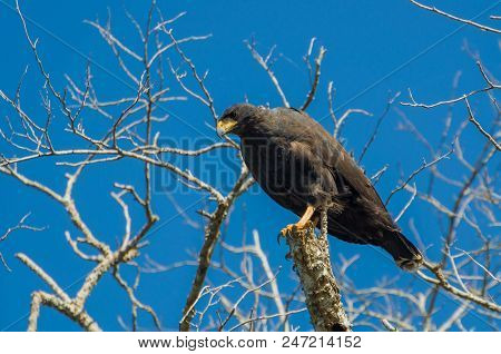 Beautiful Gaviao Preto Or Great Black Hawk (urubitinga Urubitinga) In The Brazilian Wetland.