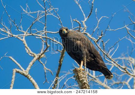 Beautiful Gaviao Preto Or Great Black Hawk (urubitinga Urubitinga) In The Brazilian Wetland.