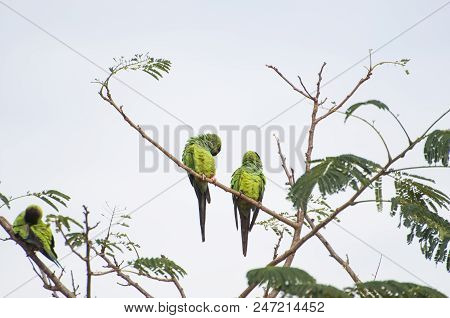 Beautiful Birds Prince-black Parakeets Or Nanday Parakeet (aratinga Nenday) In A Tree In The Brazili
