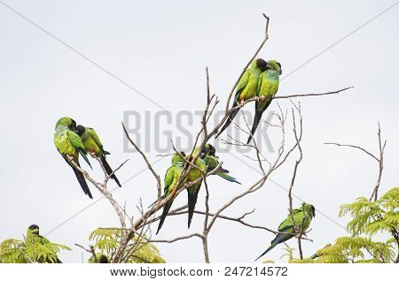 Beautiful Birds Prince-black Parakeets Or Nanday Parakeet (aratinga Nenday) In A Tree In The Brazili