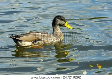 Duck On The River